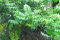 Ylang ylang. CANAGA odorata. De la birmanie a l'autraslie. Anonaceae. 15-20m